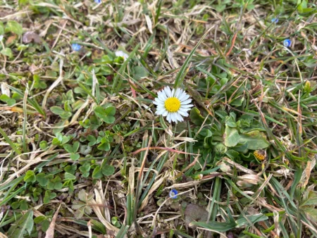 iphone 17e test